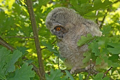Long-eared owl Asio otus mala uharica_MG_5243-11.jpg