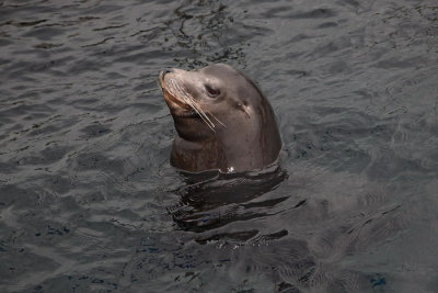 California sea lion Zalophus californianus_MG_4867-1.jpg