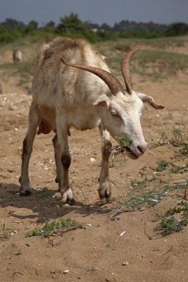 Goat Capra domestica koza_MG_3896-1.jpg