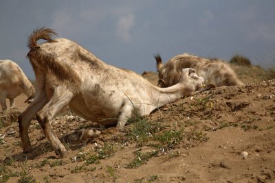 Goat Capra domestica koza_MG_3894-1.jpg