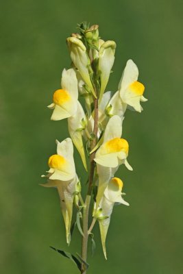 Yellow toadflax Linaria vulgaris navadna madronica_MG_2969-11.jpg