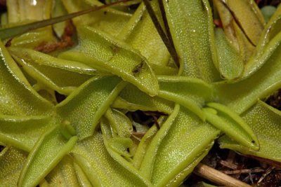Common butterwort Pinguicula vulgaris navadna mastnica _MG_9226-1.jpg