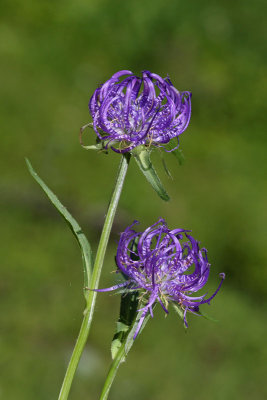 Round-headed rampion Phyteuma orbiculare glaviasti repu_MG_0527-1.jpg