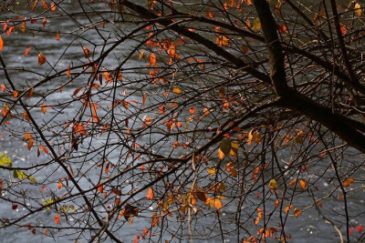 Autumn jesen_MG_6912-1.jpg