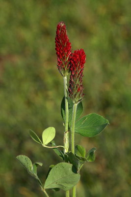 Crimson clover Trifolium incarnatum inkarnatka_MG_6762-1.jpg