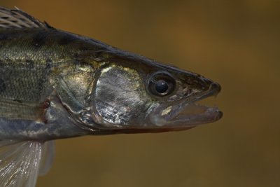 Pikeperch Stizostedion lucioperca smu_MG_7819-1.jpg