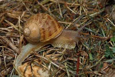 Garden snail Helix aspersa vrtni pol_MG_4558-1.jpg