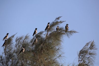 Hooded crow Corvus cornix siva vrana_MG_0070-1.jpg