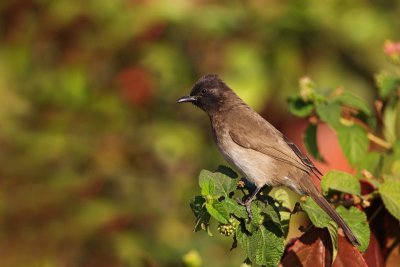 Common bulbul Pycnonotus barbatus bulbul_MG_8646-11.jpg