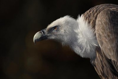 Griffon vulture Gyps fulvus beloglavi jastreb_MG_8091-1.jpg