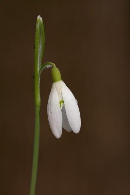Common snowdrop Galanthus nivalis mali zvonek_MG_2104-1.jpg