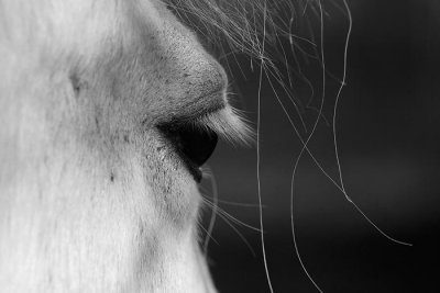 Horse eye konje oko_MG_26051-1.jpg