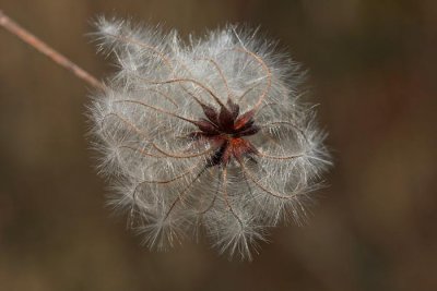 Old man's beard Clematis vitalba navadni srobot_MG_2878-1.jpg