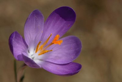 Spring crocus Crocus vernus vernus pomladanski afran_MG_3004-1.jpg