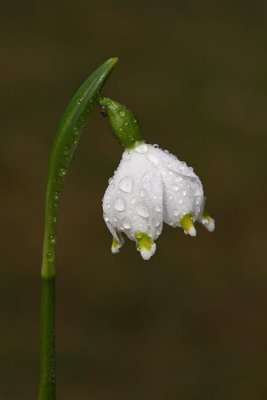 Spring snowflakes Leucojum vernum veliki zvonek_MG_4193-1.jpg