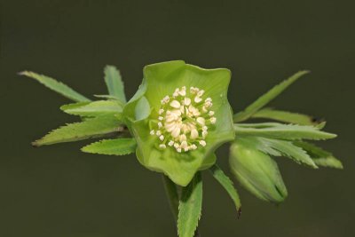 Helleborus odorus blagodiei teloh_MG_4136-1.jpg