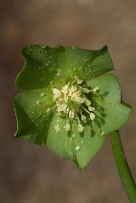 Helleborus odorus blagodiei teloh_MG_4143-1.jpg