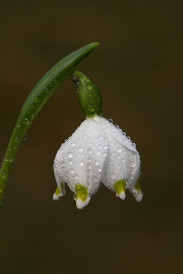 Spring snowflakes Leucojum vernum veliki zvonek_MG_4184-1.jpg