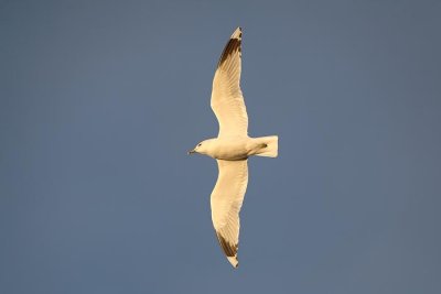 Common gull Larus canus sivi galeb_MG_4031-1.jpg