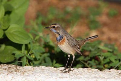 Bluethroat Luscinia svecica svecica modra taica_MG_5307-1.jpg