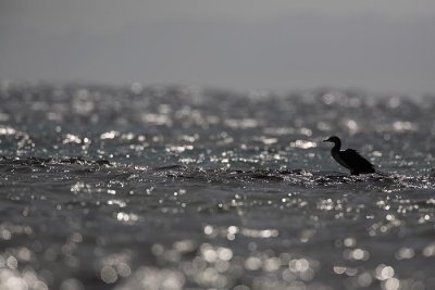 Great cormorant Phalacrocorax carbo veliki kormoran_MG_4421-1.jpg