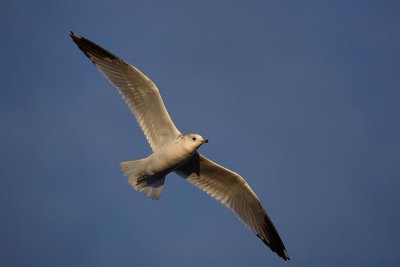 Common gull Larus canus sivi galeb_MG_4029-1.jpg