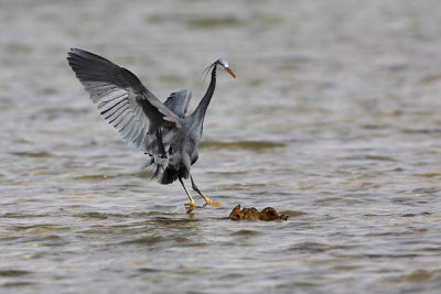 Western reef heron Egretta gularis obalna aplja_MG_6059-1.jpg