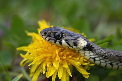 Grass snake Natrix natrix belouka_MG_7758-1.jpg