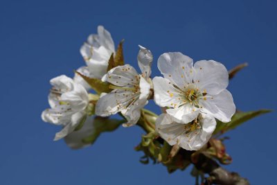 Cherry Prunus avium enja_MG_7976-1.jpg