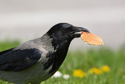 Hooded crow  with food Corvus cornix siva vrana s hrano_MG_8140-1.jpg