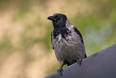 Hooded crow Corvus cornix siva vrana_MG_9336-1.jpg