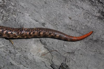 Tail of nose-horned viper Vipera ammodytes rep modrasa_MG_8517-1.jpg