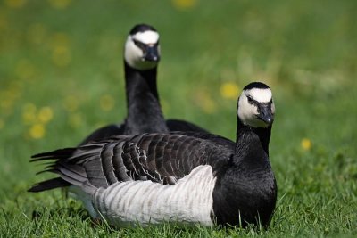 Barnacle goose Branta leucopis belolina gos_MG_9537-1.jpg