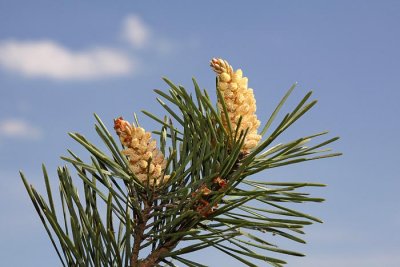 Scots pine Pinus sylvestris rdei bor_MG_0048-1.jpg