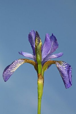 Siberian iris Iris sibirica sibirska perunika_MG_04361-1.jpg