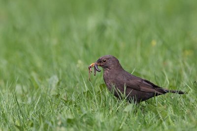 Blackbird Turdus merula kos_MG_9953-1.jpg