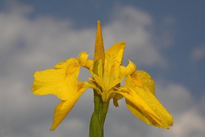 Yellow flag Iris Iris pseudocorus vodna perunika_MG_0502-1.jpg