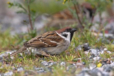 Tree sparrow Passer montanus poljski vrabec_MG_9308-1.jpg