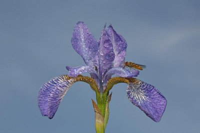 Siberian iris Iris sibirica sibirska perunika_MG_0410-1.jpg