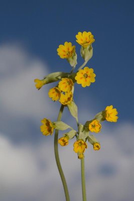 Cowslip Primula veris pomladanski jeglič_MG_9115-1.jpg