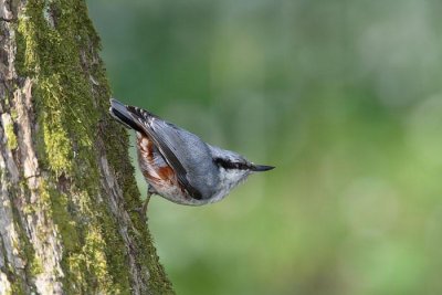 Eurasian Nuthatch  Sitta europaea brglez_MG_8991-1.jpg