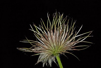 pasque_flower_pulsatilla