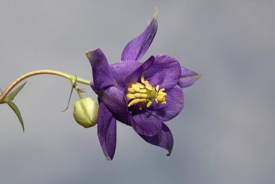 Aquilegia nigricans velecvetna orlica_MG_4595-1.jpg