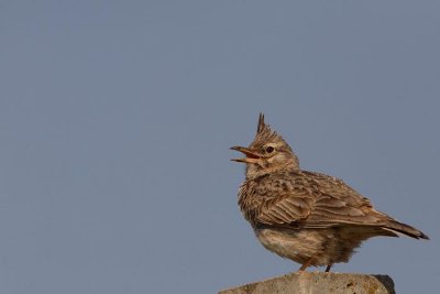 Crested lark Galerida cristata čopasti krjanec_MG_0111-1.jpg