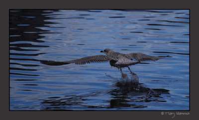 takeoff