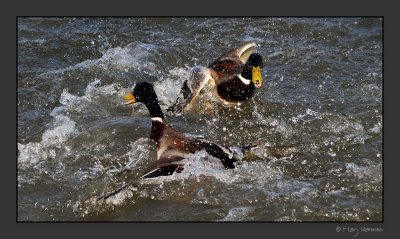 ducks fighting #2