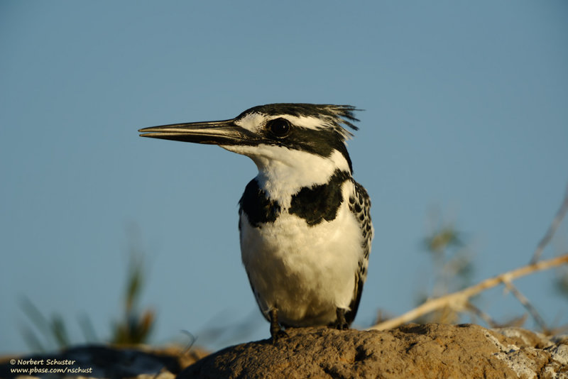 Pied Kingfisher