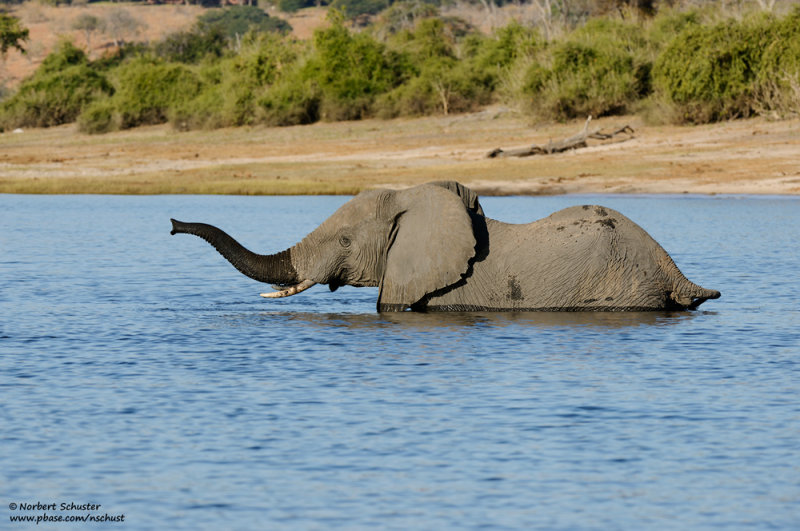 Crossing The Chobe River