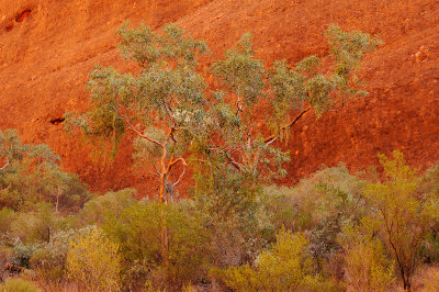 Kata Tjuta (The Olgas)