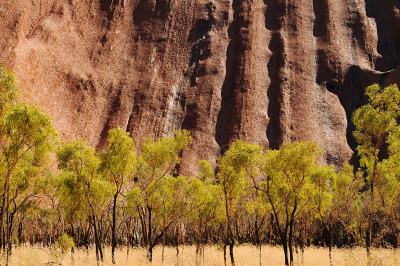 Trees at Uluru
